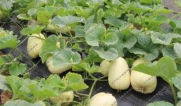 银瓜煮着吃,传统美食的温馨滋味