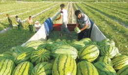 锦江之星吃瓜事件,一场酒店服务风波引发的舆论热议