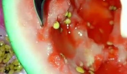 吃瓜不吐籽名字,揭秘娱乐圈的甜蜜与苦涩