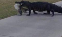 哈啦鱼 头像 吃瓜