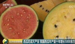 吃瓜世界之最,揭秘全球奇特的瓜果传奇