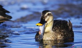吃瓜的水鸟,水鸟视角下的瓜田奇观
