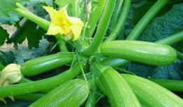 子林博雅瓜吃瓜,瓜中珍品，品味非凡