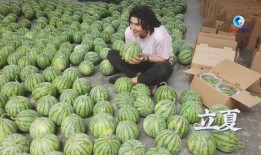 洛塘吃瓜,一场别开生面的吃瓜盛宴