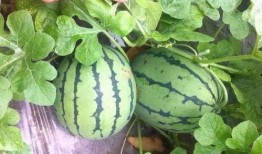 吃瓜小哥作品,吃瓜小哥带你领略娱乐圈风云变幻