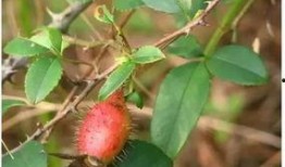 甜樱吃瓜后续,幕后真相与精彩瞬间