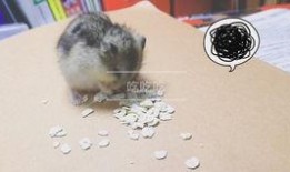 仓鼠可以吃腰瓜吗,腰瓜是否适合作为仓鼠美食？