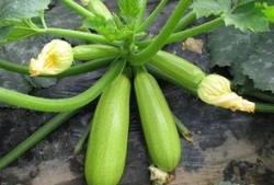 小瓜调着吃,解锁夏日清新美食新体验