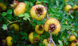 刺梨吃瓜图,一场视觉盛宴的奇妙邂逅