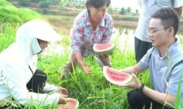 村民喜欢吃瓜,村民的夏日美食情怀