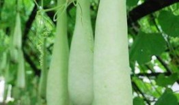 长期吃瓜的后果,揭秘身体健康的五大隐患