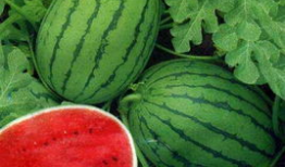 不断吃瓜,揭秘娱乐圈的甜蜜与苦涩