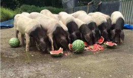 吃羊瓜能喂猪吗,探讨其作为猪饲料的可行性