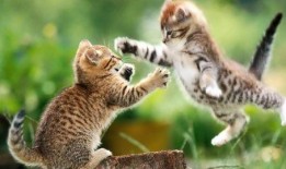 猫看人打架吃瓜视频,围观人打架的萌态瞬间