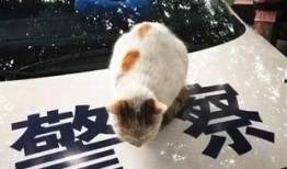 吃瓜群众素材猫,吃瓜群众视角下的猫咪萌态大盘点