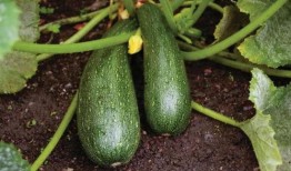 吃中药能吃瓜,健康生活的智慧之道