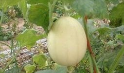 吃梨瓜可以吃籽吗孕妇,籽儿可否同食？营养与安全的探讨