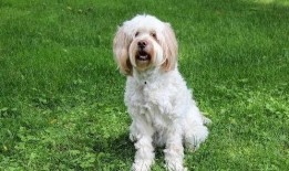 狗吃绿色的瓜,狗狗的绿色瓜果美食之旅