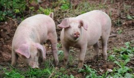 猪高烧吃生瓜好吗怎么吃,正确食用方法及注意事项