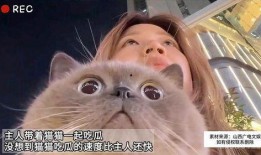 吃瓜猫全部