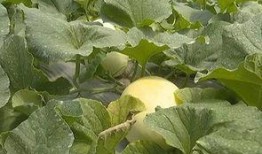 十八带你吃瓜,揭秘娱乐圈那些不为人知的秘密