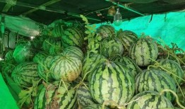 朝阳市民吃瓜,吃瓜文化背后的社会现象解析