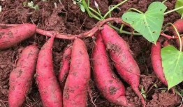 吃红苕能红瓜吗