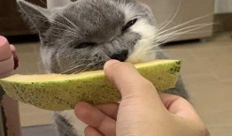 猫咪吃哈密瓜呕吐,揭秘原因及应对措施