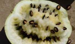 手术后吃籽瓜,籽瓜助力健康饮食新选择