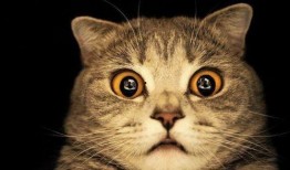 猫咪吃哈密瓜呕吐,揭秘原因及应对措施