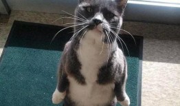 猫吃瓜图片大全,猫咪吃瓜瞬间大盘点