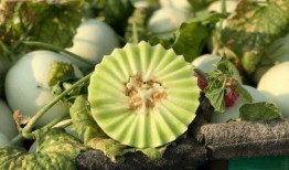 吃玉菇瓜声控,玉菇瓜声控美食之旅