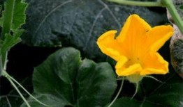 草鱼吃瓜叶,探索绿色养殖新奥秘