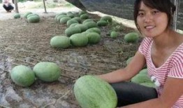 贵州农校吃瓜,一场校园风波背后的真相揭晓