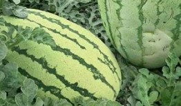 碧玉流星瓜怎么吃,碧玉流星瓜的多彩食法探索