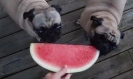 狗可以吃哈密瓜嘛,哈密瓜，狗狗的夏日美味吗？