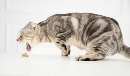 猫咪吃哈密瓜呕吐,揭秘原因及应对措施