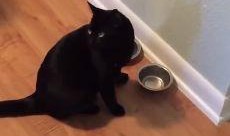 道具吃瓜小猫,揭秘神秘道具背后的趣味与智慧