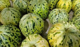 别的瓜可以吃吗,从“别的瓜可以吃吗”看生活中的幽默与智慧