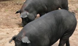 黑猪吃瓜视频,趣味横生的田园生活瞬间