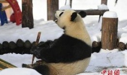 熊猫雪地吃瓜,揭秘雪地吃瓜的萌态瞬间