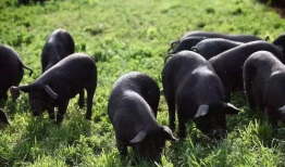 黑猪吃瓜视频,趣味横生的田园生活瞬间