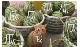 吃瓜暗示什么,揭秘吃瓜背后的社会现象与心理解读