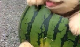 吃瓜小嗨皮,揭秘娱乐圈那些事儿