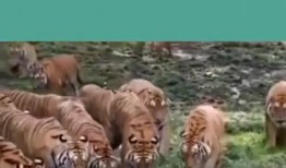 吃瓜虎马尼拉,揭秘菲律宾首都的独特魅力