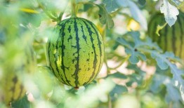 吃瓜最好的运动