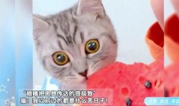 吃瓜猫全部