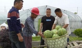 山芋群众吃瓜视频,揭秘农村生活趣味瞬间